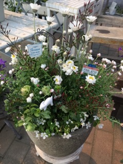 姫路で切り花 鉢花 花苗 観葉植物をご購入なら 姫路市 書写山の麓にあるガーデニングショップの花もん屋 2月寄せ植え講習
