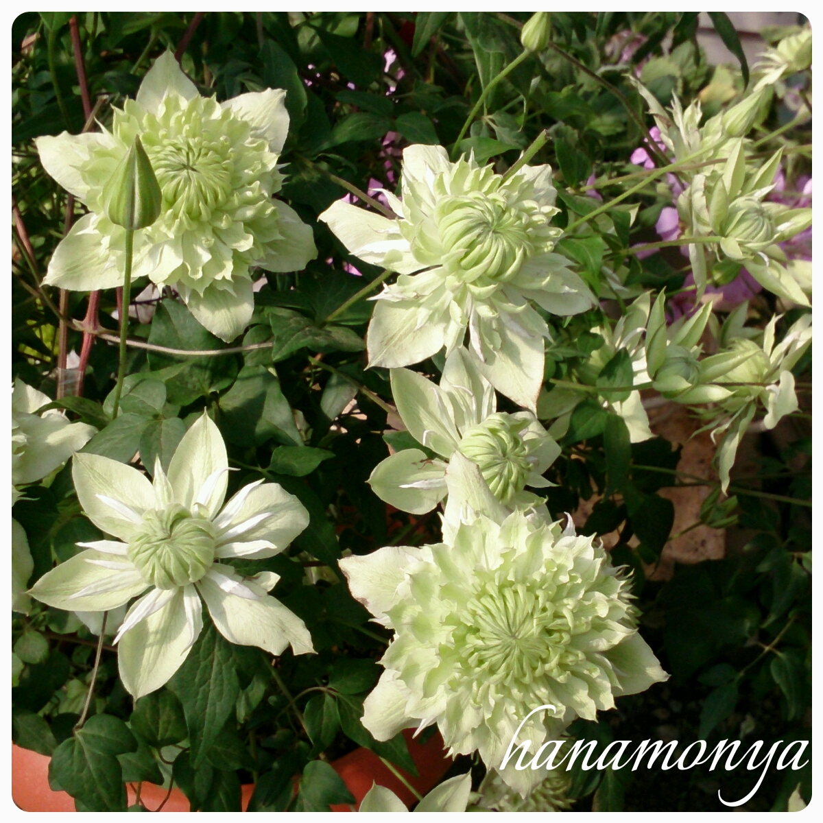 姫路で切り花 鉢花 花苗 観葉植物をご購入なら 姫路市 書写山の麓にあるガーデニングショップの花もん屋 八重咲きクレマチス