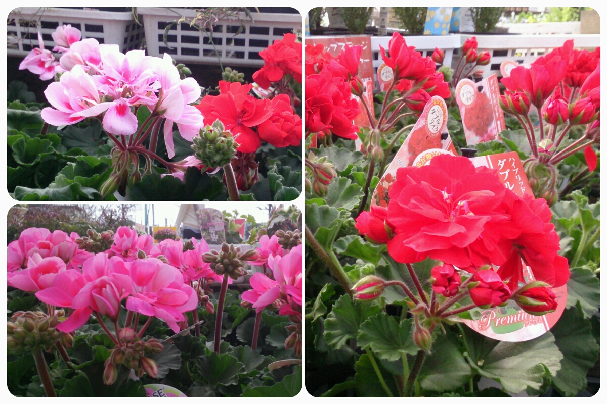 姫路で切り花 鉢花 花苗 観葉植物をご購入なら 姫路市 書写山の麓にあるガーデニングショップの花もん屋 ゼラニウム