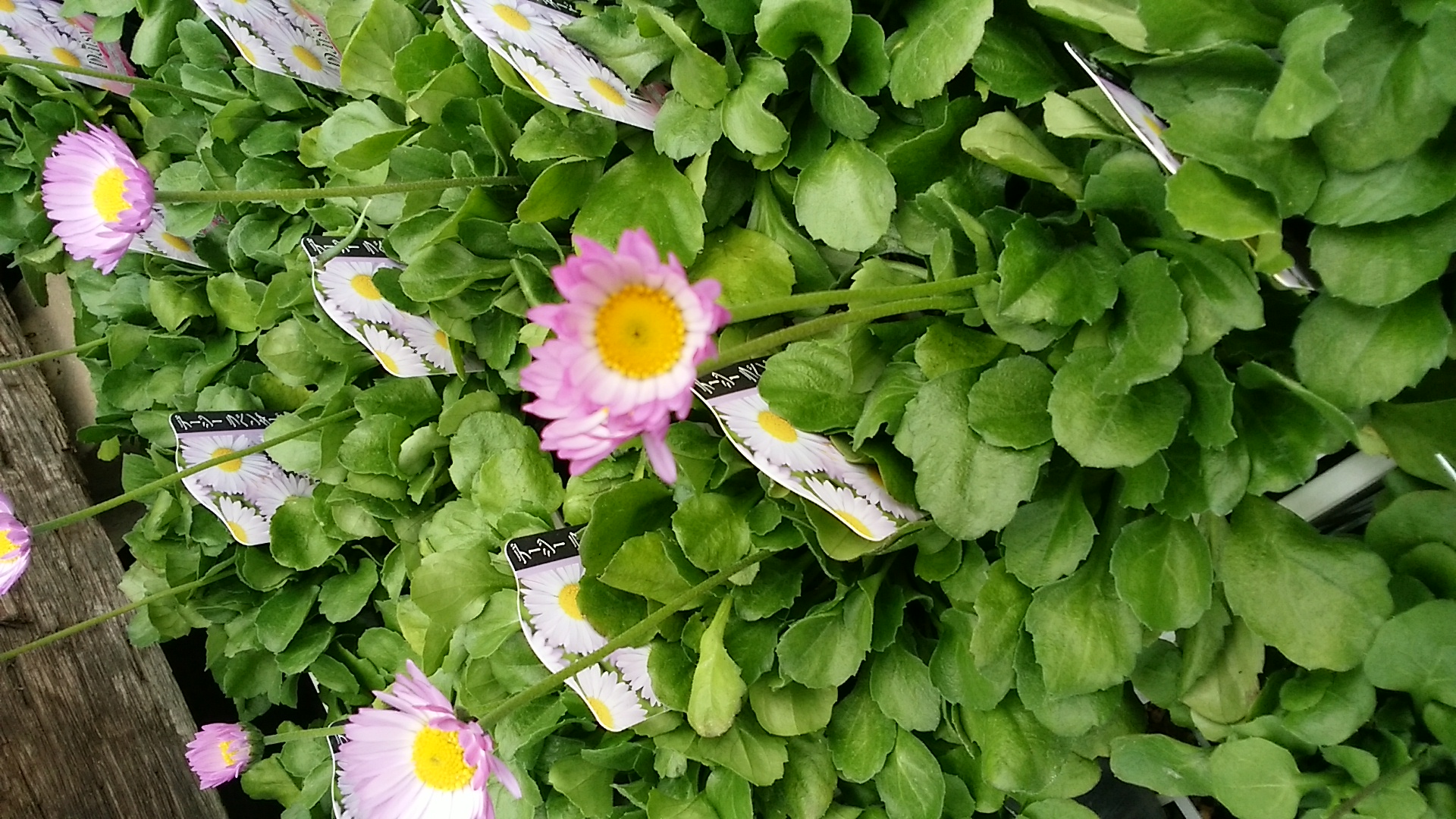 姫路で切り花 鉢花 花苗 観葉植物をご購入なら 姫路市 書写山の麓にあるガーデニングショップの花もん屋 デージー新品種